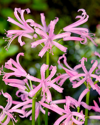 NERINE BOWDENII 25 ks